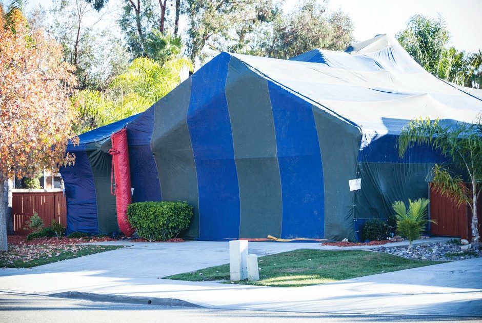 WHAT TO KNOW ABOUT TERMITE FUMIGATION visual data 5